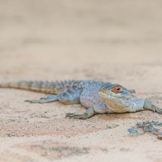 Kirindy - Collared iguana